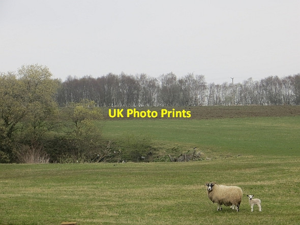 Photo 6"x4" Ewe and lamb, near Dykehead Blackwood\/NS7943 c2014