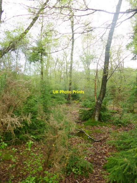 Photo 6"x4" Organford, woodland Organford c2014