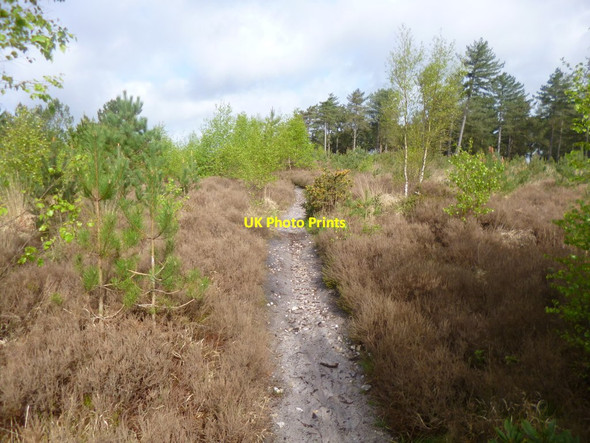 Photo 6"x4" Gore Heath, path Organford c2014