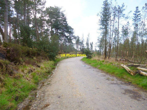 Photo 6"x4" Gore Heath, forestry road Organford c2014