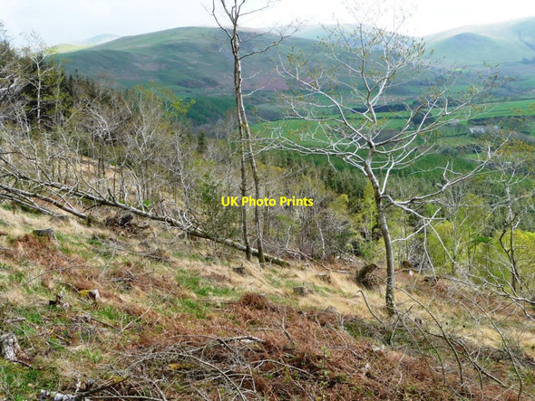 Photo 6"x4" Regrowth, Park Wood Bassenthwaite c2014
