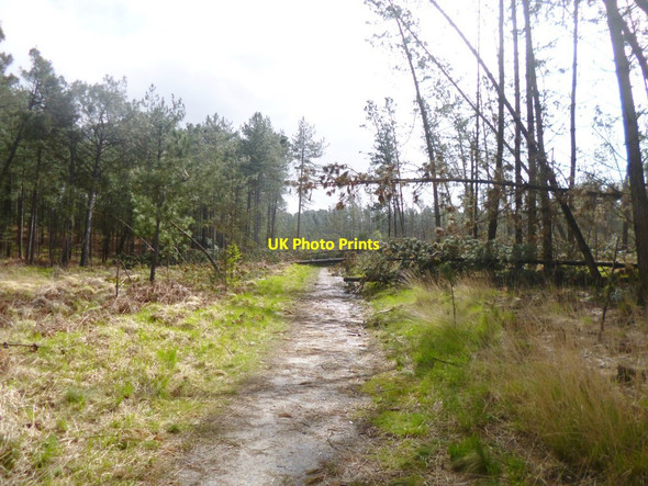 Photo 6"x4" Gore Heath, fallen trees Organford c2014