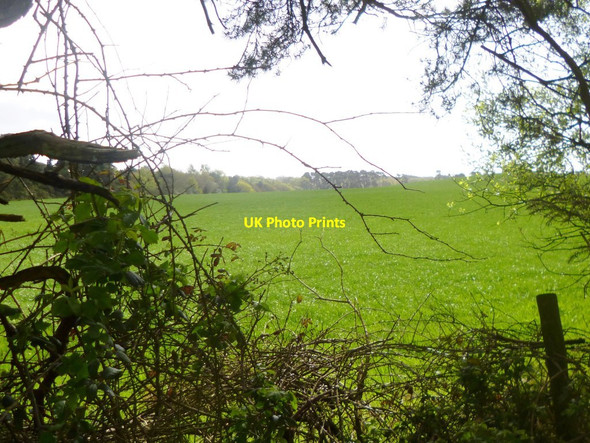 Photo 6"x4" Organford, grassland Organford c2014
