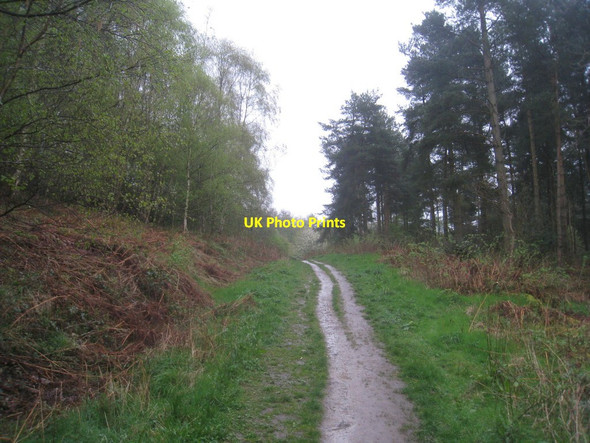 Photo 6"x4" Path below the White Horse High Kilburn c2014