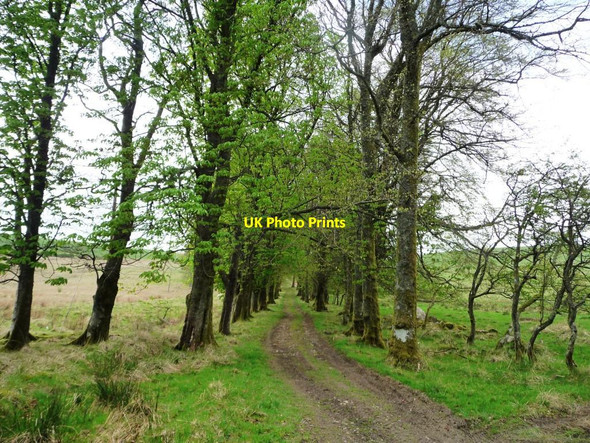 Photo 6"x4" Bridleway to Binsey Plantation Orthwaite c2014