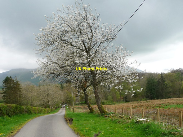 Photo 6"x4" Blossom on the road to Overwater Hall Hotel Orthwaite c2014