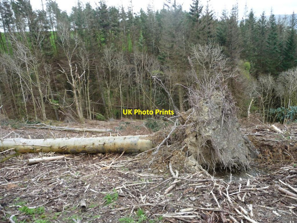 Photo 6"x4" Getting a harvest from Park Wood [2] Bassenthwaite c2014
