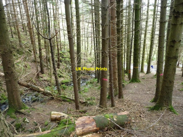 Photo 6"x4" The Cumbria Way near the bottom of Park Wood Bassenthwaite c2014