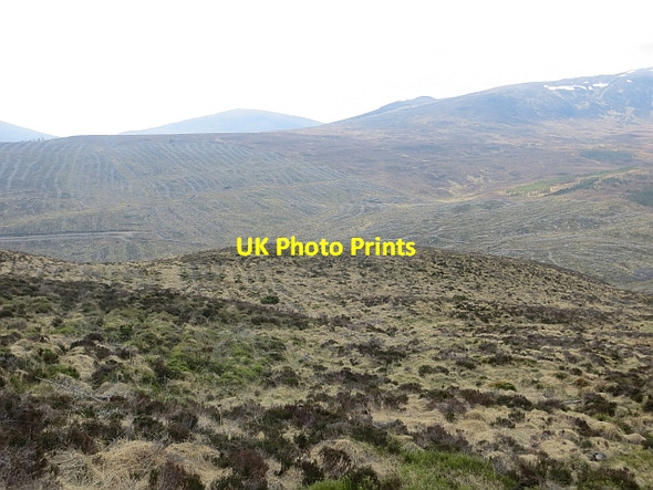 Photo 6"x4" Native woodland regeneration Creag Dhubh\/NH2221 c2014