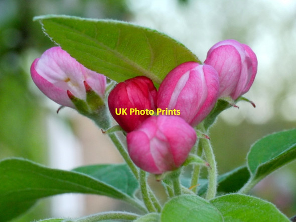 Photo 6"x4" Apple blossom time Bromsash c2014