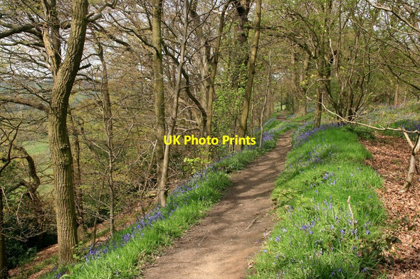 Photo 6"x4" Woodland footpath Swathwick c2014