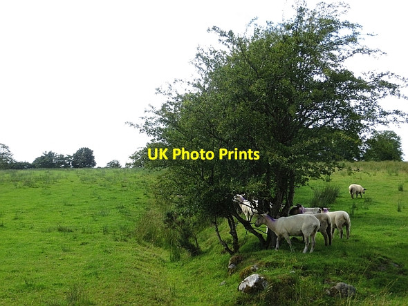Photo 6"x4" Sheep,  Moyagh Rathmelton c2013