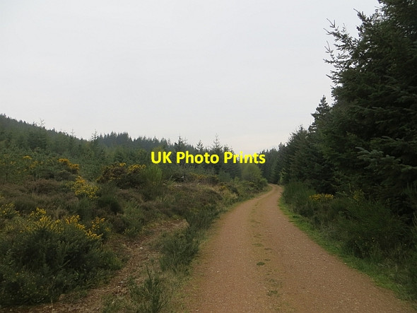 Photo 6"x4" Logging road, Callachy Hill Raddery c2014