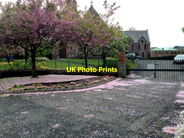 Photo 6"x4" Cherry blossom petals, Omagh Omagh c2014