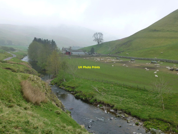 Photo 6"x4" Sheep brought off the hills for lambing Barrow Burn\/NT8610 c2014