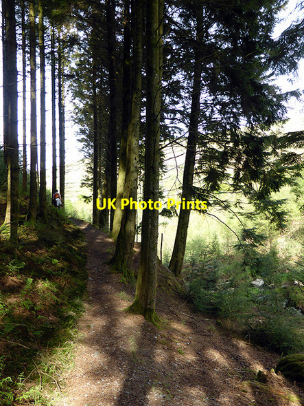 Photo 6"x4" Path to Nant Gwernol Abergynolwyn c2014