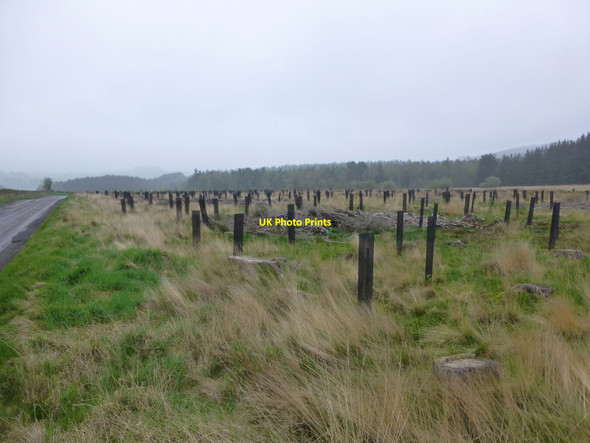 Photo 6"x4" Clear fell and replanting Harbottle c2014