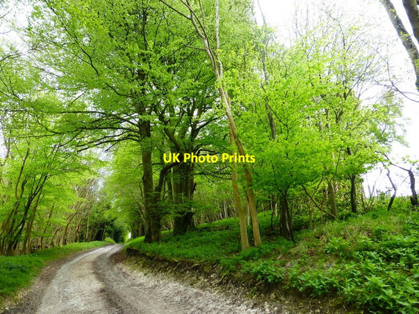 Photo 6"x4" South Downs Way enters woodland Upwaltham c2014
