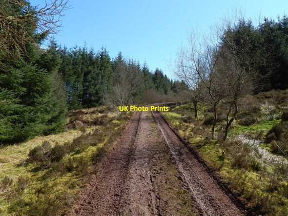 Photo 6"x4" Forestry track Arden\/NS3684 c2014
