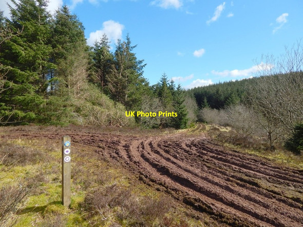 Photo 6"x4" Footpath junction Arden\/NS3684 c2014