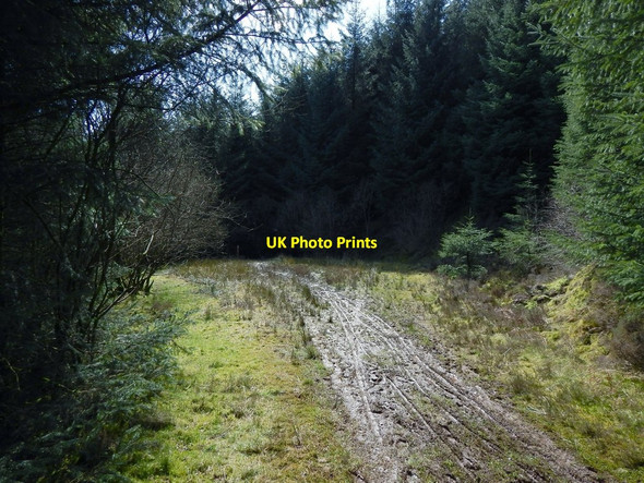 Photo 6"x4" End of forestry track Arden\/NS3684 c2014