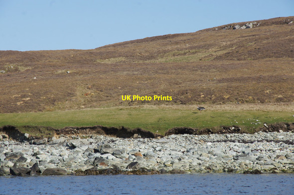 Photo 6"x4" Wester Tail, Uyea Clivocast c2014