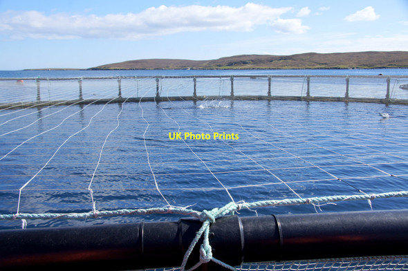 Photo 6"x4" Salmon cage, Uyea Sound Clivocast c2014