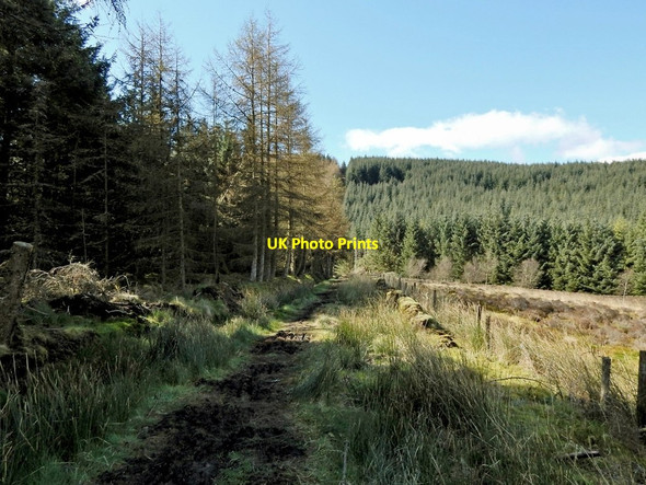 Photo 6"x4" Path to Gouk Hill Arden\/NS3684 c2014