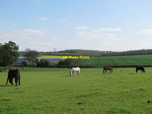 Photo 6"x4" Horses at Wickham Court Farm Addington\/TQ3764 c2014