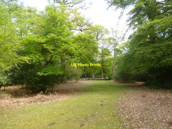 Photo 6"x4" Bramshaw Wood, track Nomansland\/SU2517 c2014