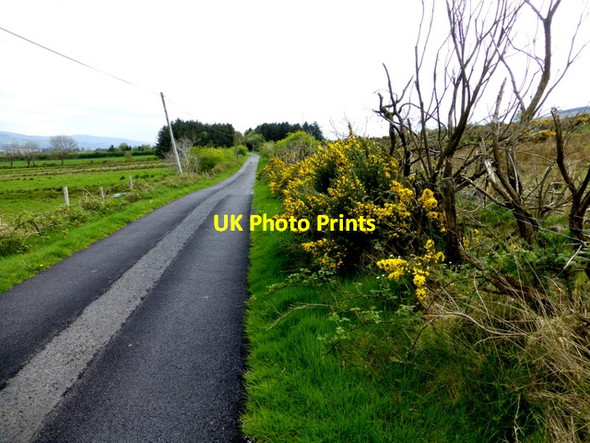 Photo 6"x4" Whins along Liscabble Road Gortin c2014