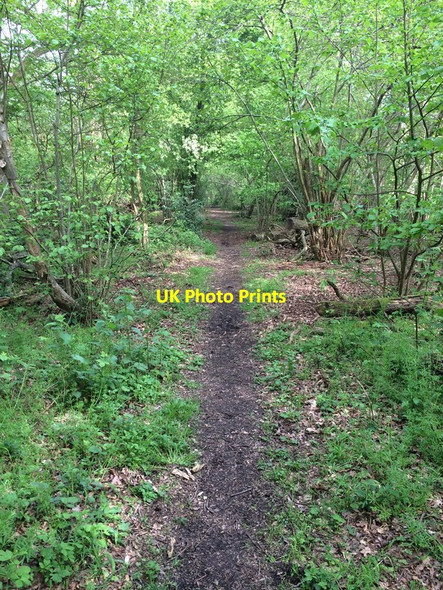 Photo 6"x4" Whitmarsh Lane in Spring Church End\/SU6756 c2014