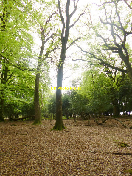 Photo 6"x4" Ocknell Inclosure Stoney Cross c2014