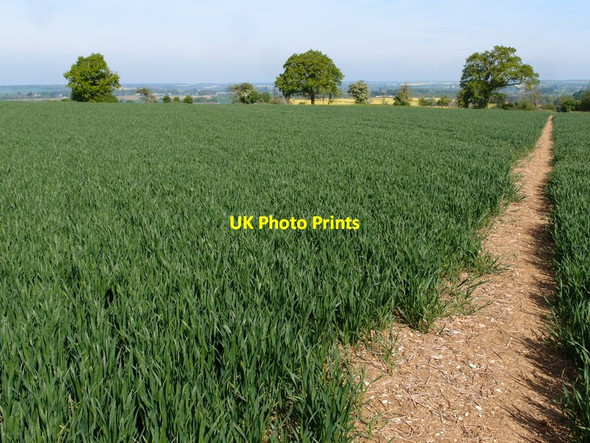 Photo 6"x4" Footpath through the wheat Papley c2014
