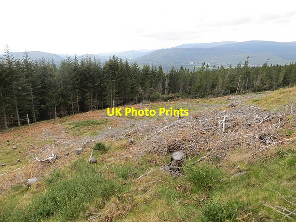 Photo 6"x4" Felled area, Creag Phitiulais Coylumbridge c2014