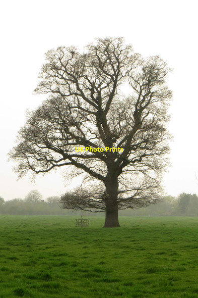 Photo 6"x4" Tree in Ouzel Valley Park Milton Keynes c2014