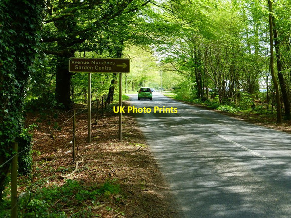 Photo 6"x4" Looking east along The Avenue Shalden Green c2014