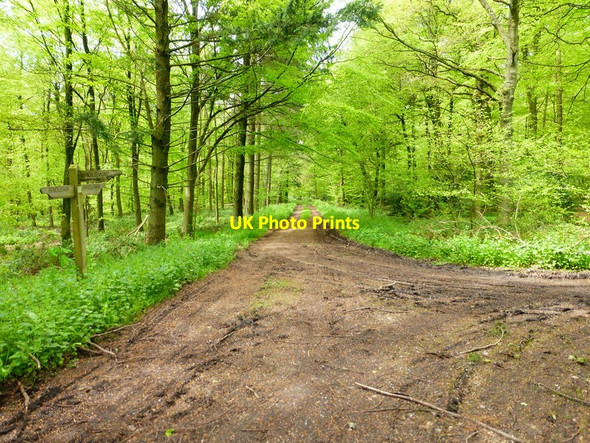 Photo 6"x4" Bridleway junction in Middle Common Wood from the east Bagmore\/SU6644 c2014