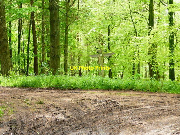 Photo 6"x4" Bridleway junction in Middle Common Wood from the north west Bagmore\/SU6644 c2014