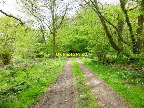 Photo 6"x4" Bridleway enters Middle Common Wood Bagmore\/SU6644 c2014