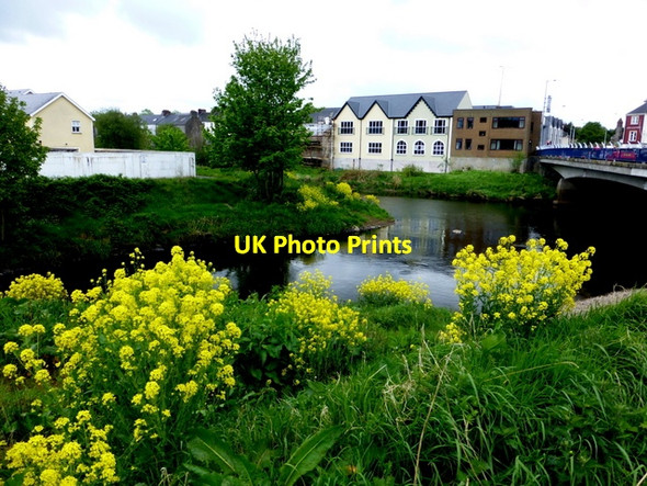 Photo 6"x4" Wild plants along the Camowen River Omagh c2014