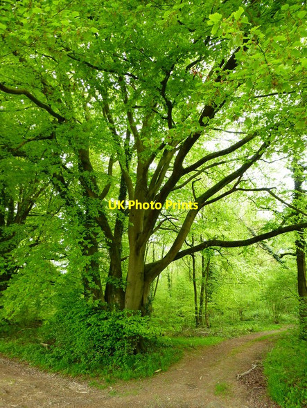 Photo 6"x4" High Wood Southrope c2014