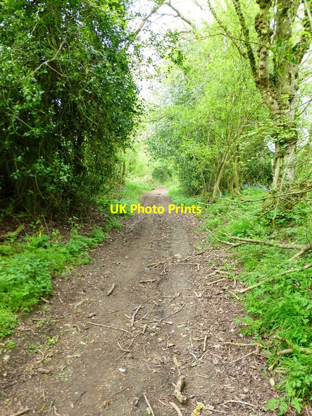 Photo 6"x4" Bridleway going north to Weston Patrick Weston Patrick c2014