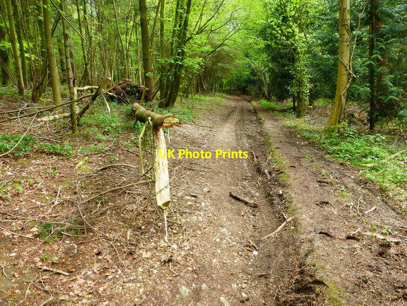 Photo 6"x4" Timber downfall on bridleway on Weston Common Powntley Copse c2014