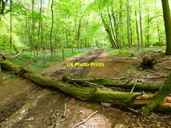 Photo 6"x4" Bridleway with bluebells and fallen timber Powntley Copse c2014