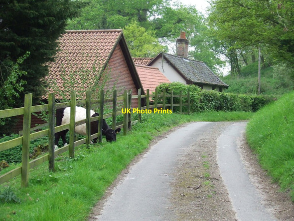 Photo 6"x4" The Grass Is Always Greener The Other Side Earsham c2014