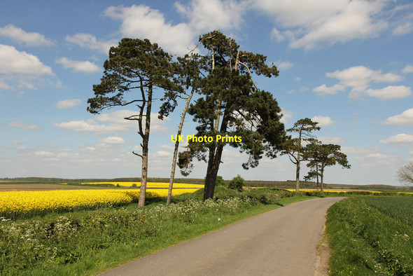 Photo 6"x4" Grange Farm Young Wood c2014