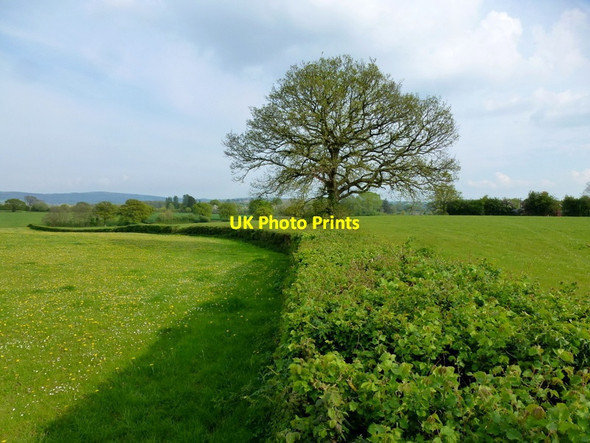 Photo 6"x4" Oak tree in a hedgerow Little Marcle c2014