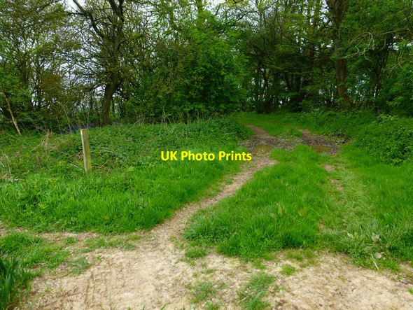 Photo 6"x4" Path enters belt of woodlandwest of Burkham House Bradley\/SU6341 c2014