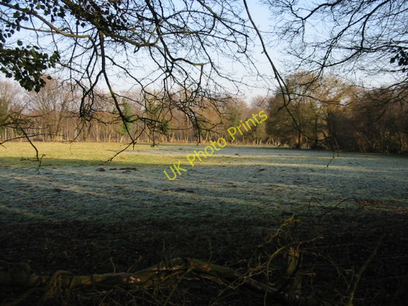 Photo 6"x4" Clearing in Pitt Wood Adisham c2008